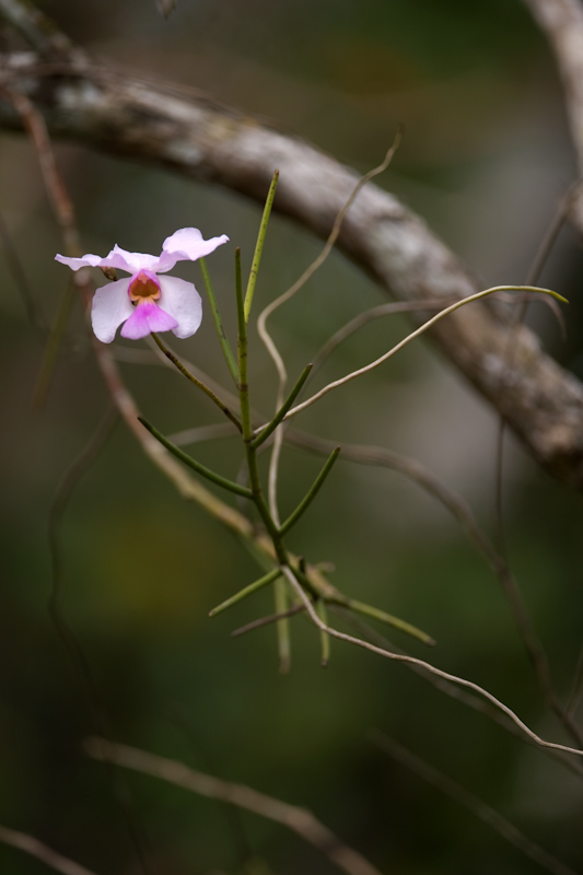 Papilionanthe teres
