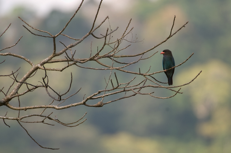 Broad-billed roller
