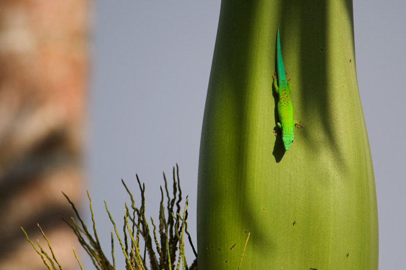 Andaman day-gecko
