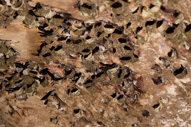 White-bellied Swiftlets
