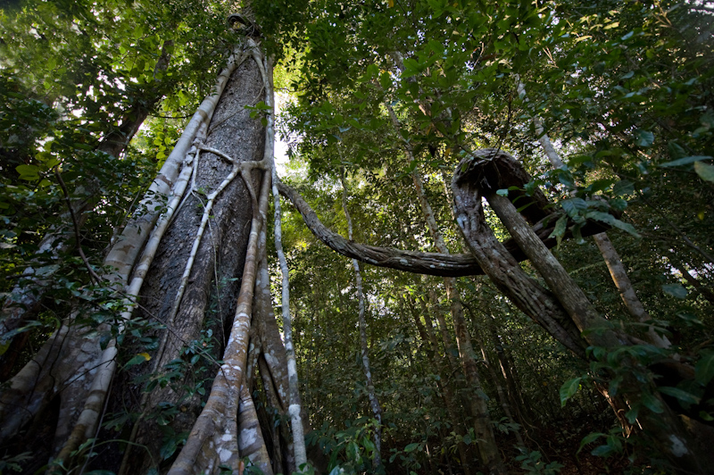 Lianas
