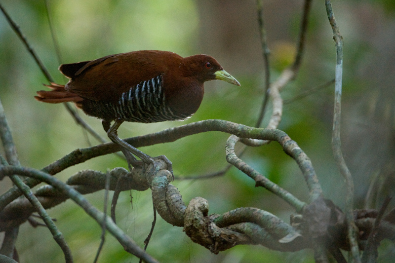 Andaman Crake
