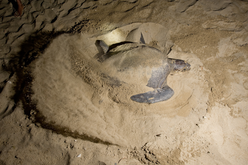 Olive Ridley turtle
