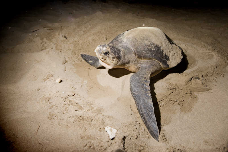 Olive Ridley turtle
