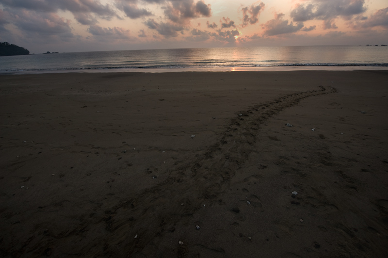 Olive Ridley turtle
