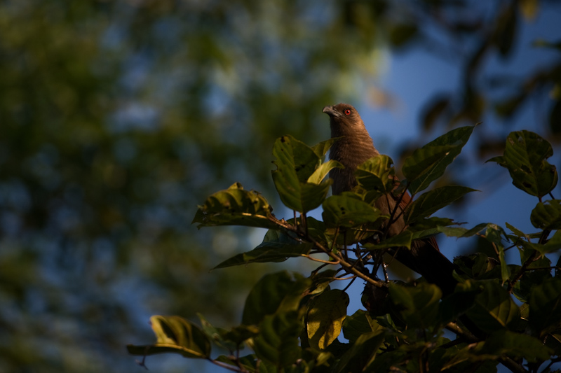 Andaman Coucal
