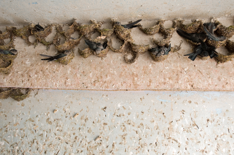 White-bellied Swiftlets
