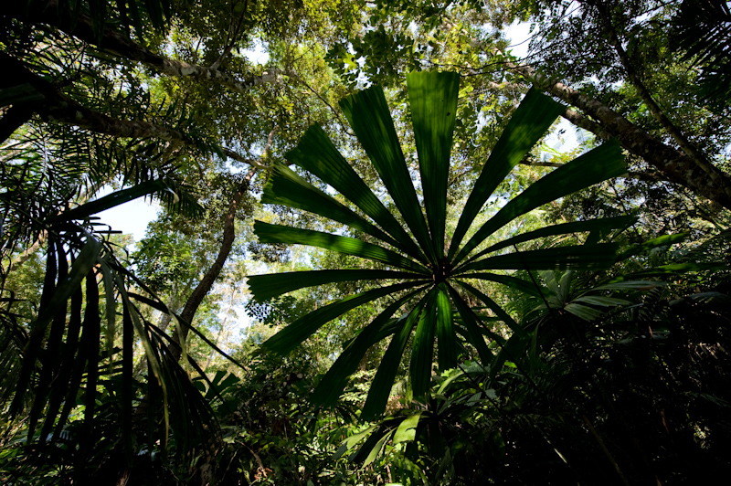 Rainforests of Andamans
