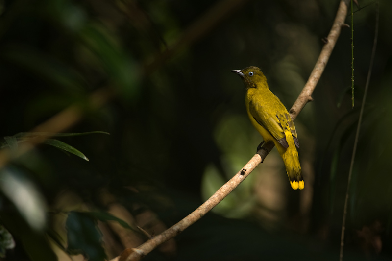 Andaman Bulbul
