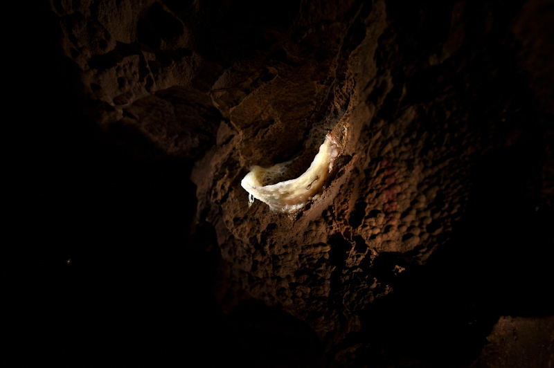 Nest of Edible-nest swiftlet
