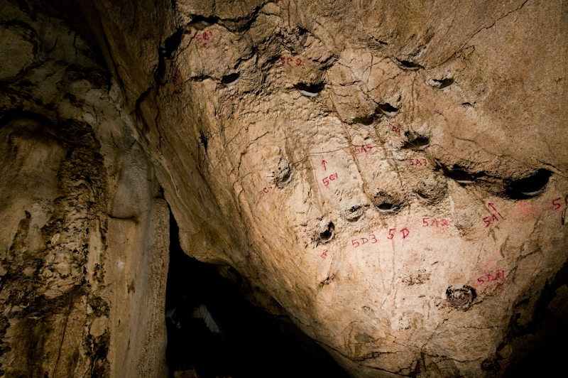 Edible-nest swiftlet nests
