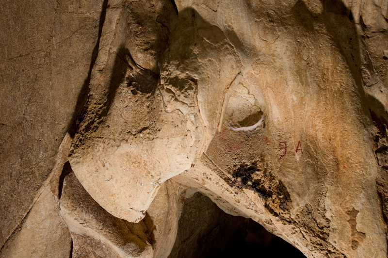 Edible-nest swiftlet nests
