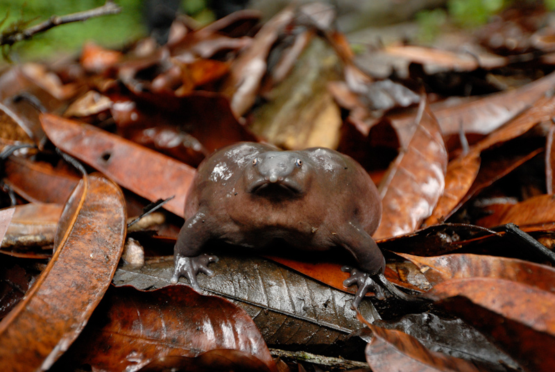 Purple Frog
