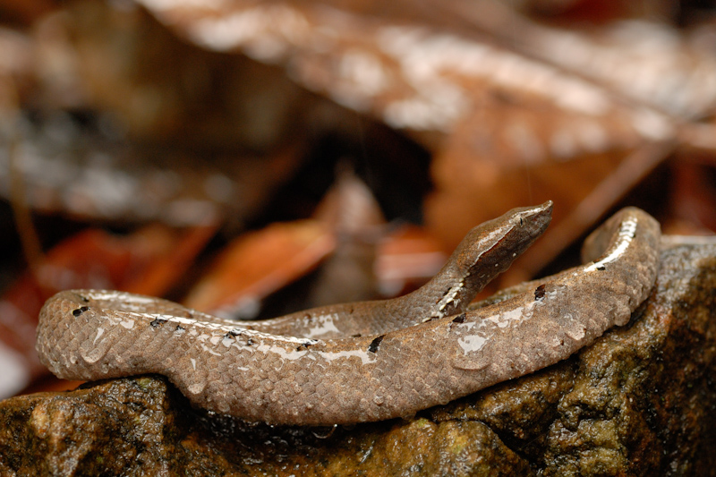 Hump-nose pit viper
