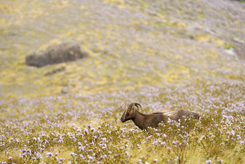 Tahr in its Kurinji Habitat
