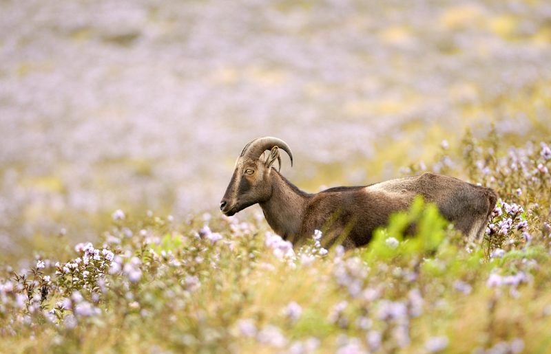 Tahr in its Kurinji Habitat
