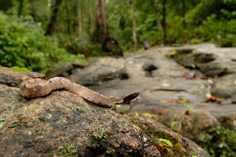 Hump-nose pit viper
