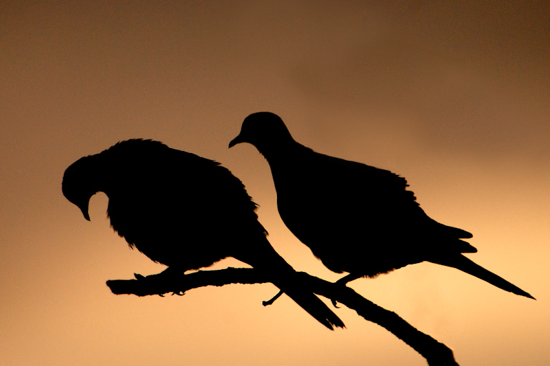 Courting Doves
