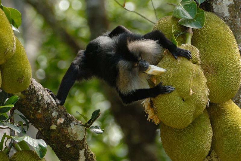 Lion-tailed Macaque 
