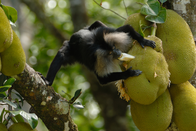 Lion-tailed Macaque 
