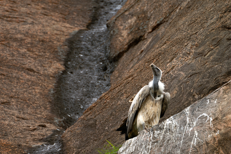 Indian Vulture
