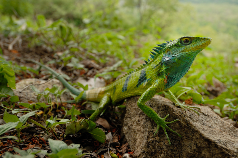 Calotes grandisquamis
