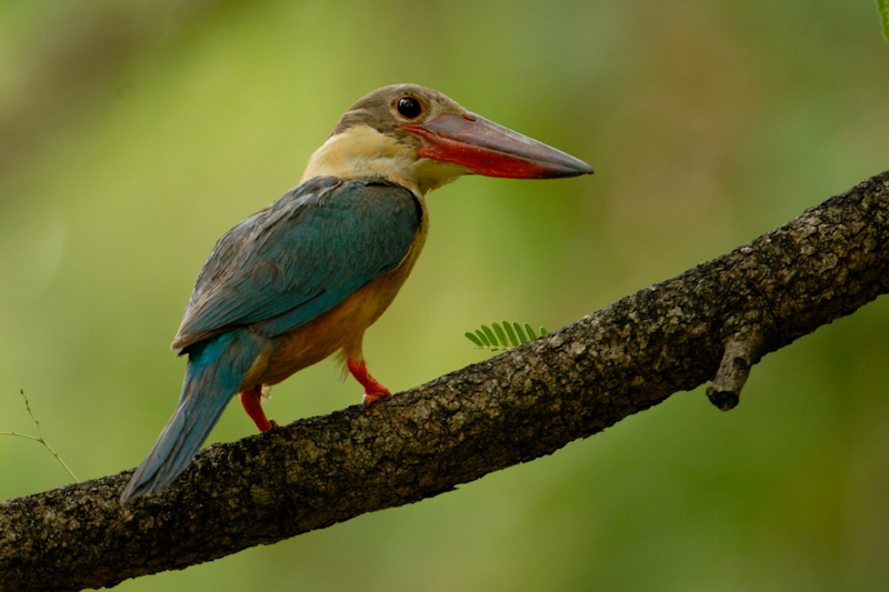 Stork-billed Kingfisher
