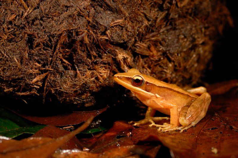 Rana temporalis
