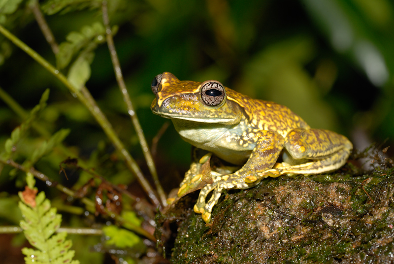 Unidentified Frog
