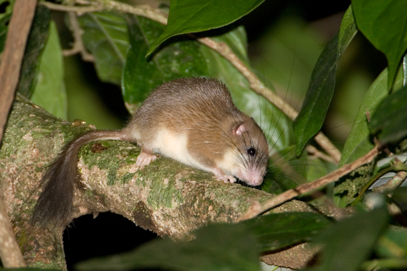 Malabar Spiny Dormouse
