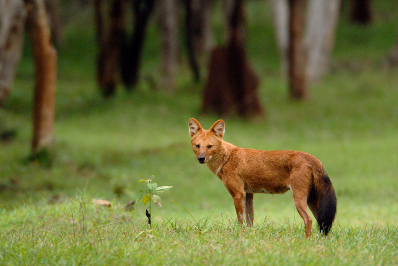 Wild dog
