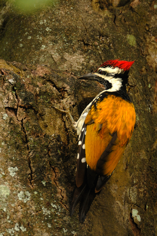 Black-rumped Flameback
