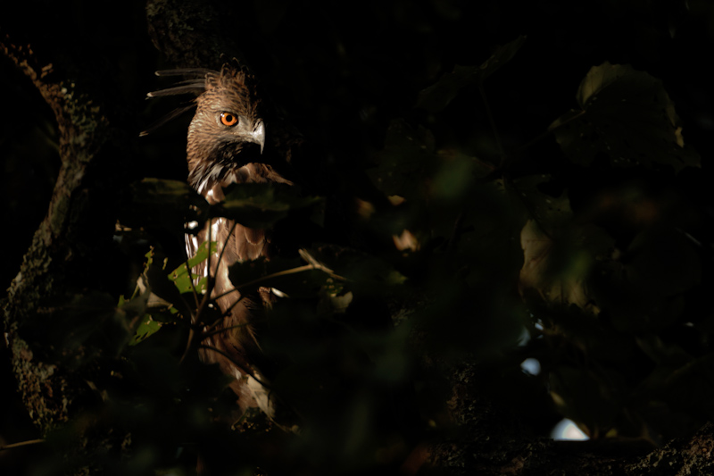 Crested Hawk Eagle
