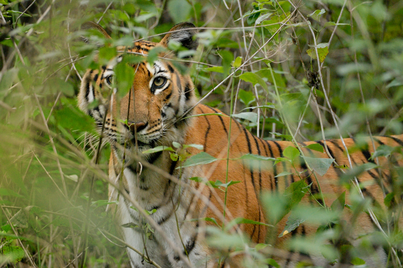 Tiger Stare
