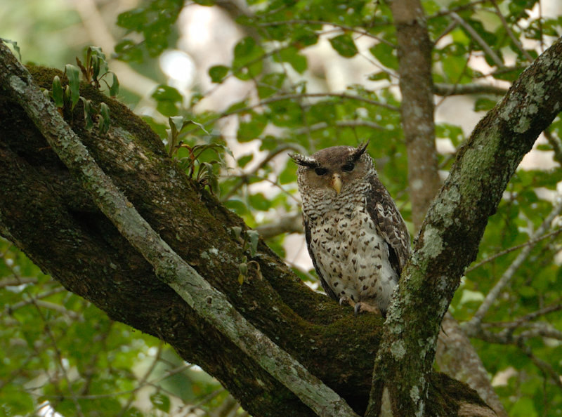Spot-bellied eagle owl

