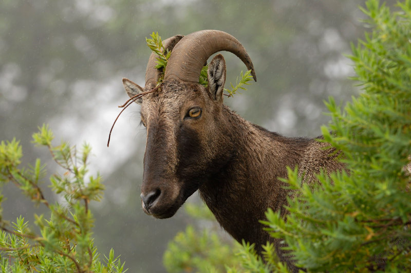 Nilgiri Tahr - Decoration
