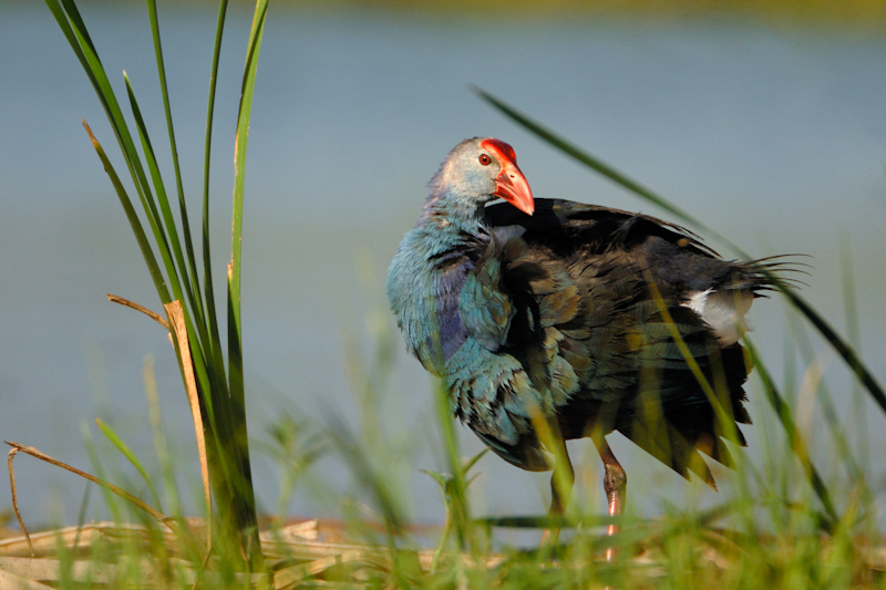 Purple Moorhen
