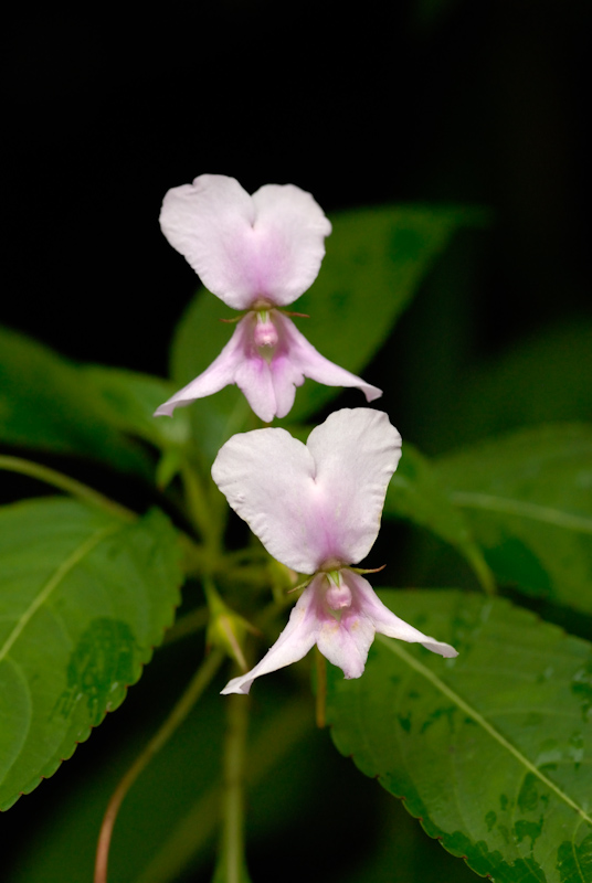 Impatiens
