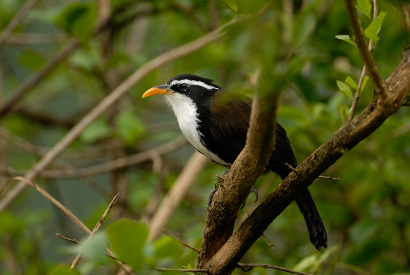 Indian Scimitar Babbler
