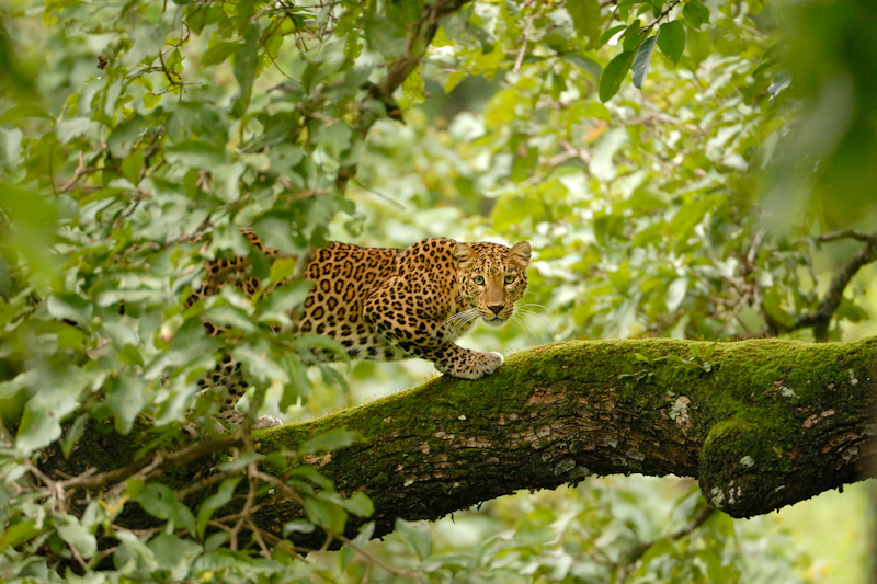 Leopard (Panthera pardus)
