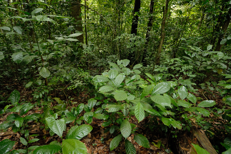 Robusta coffee in Rainforest
