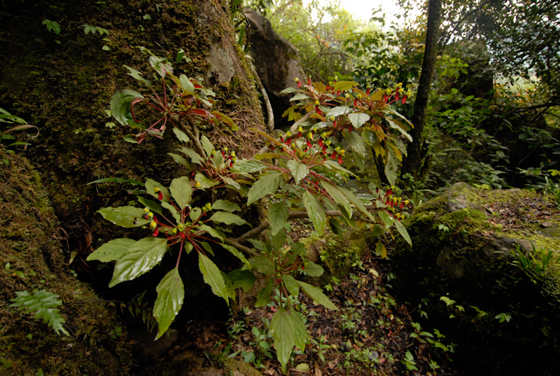 Impatiens parasitica - plant
