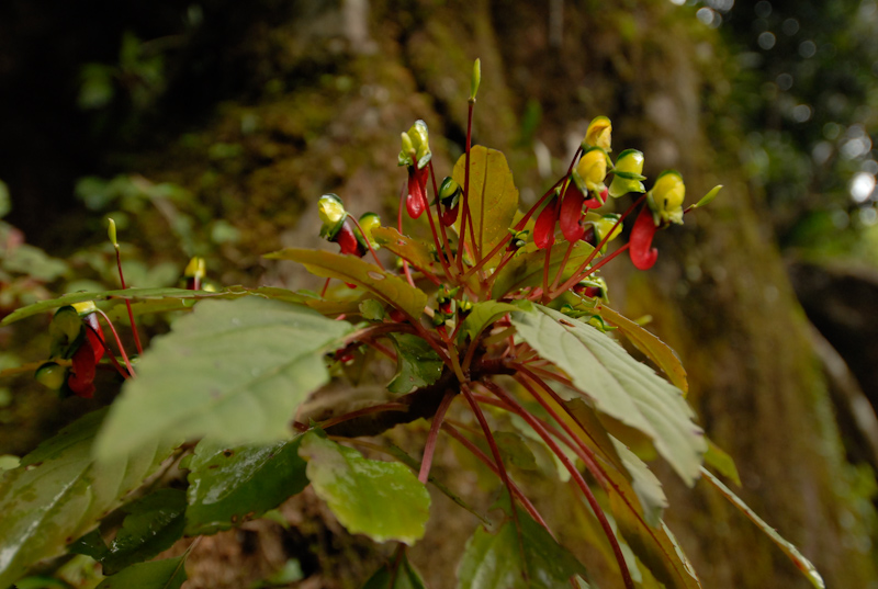 Impatiens parasitica - plant
