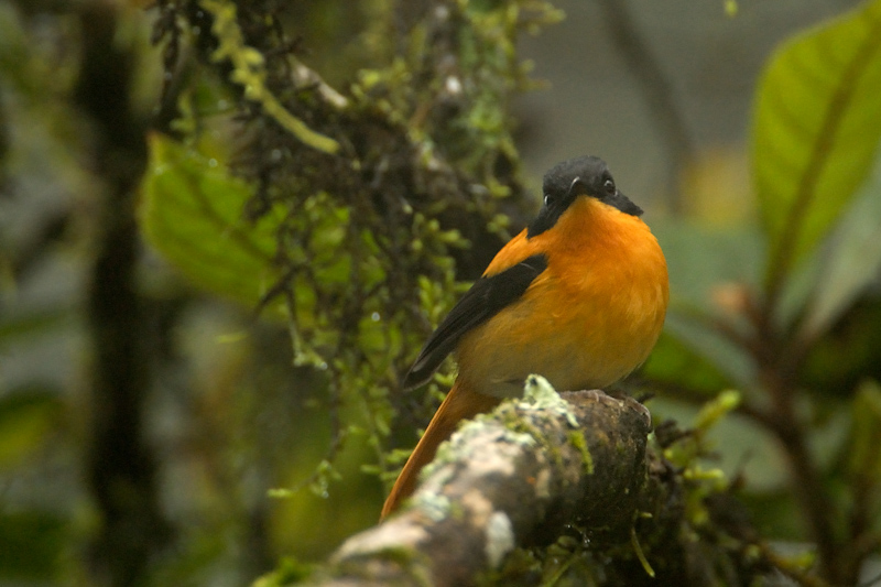 Black and Orange flycatcher
