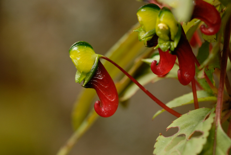 Impatiens parasitica
