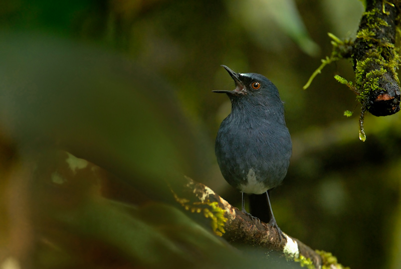 White-bellied Shortwing
