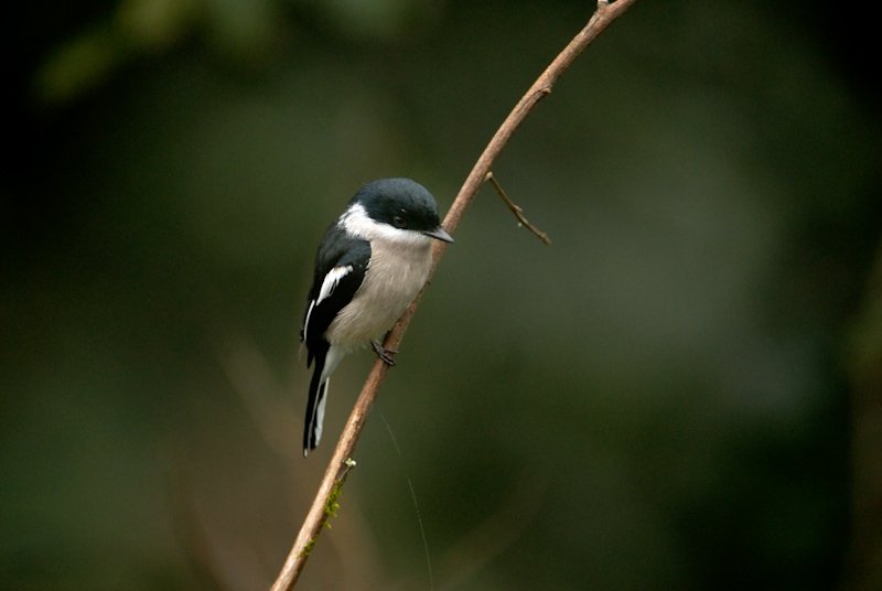 Bar-Winged flycatcher Shrike
