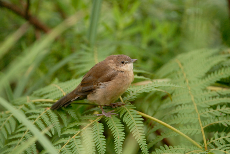 Broad-tailed Grassbird
