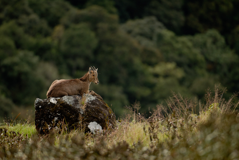 Nilgiri Tahr
