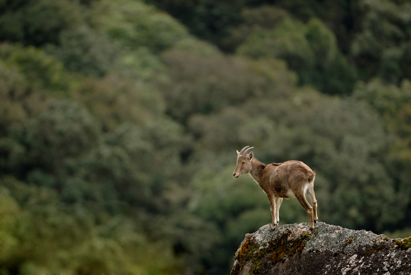 Nilgiri Tahr
